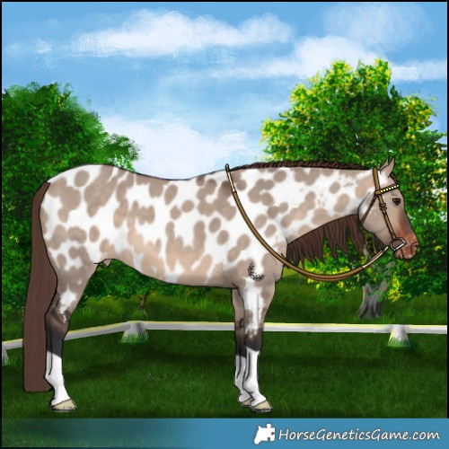 Horse Color:Bay Dun Mushroom Near Leopard