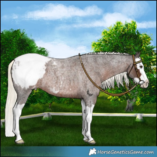 Horse Color:Liver Red Roan Mushroom Splash Snowcap