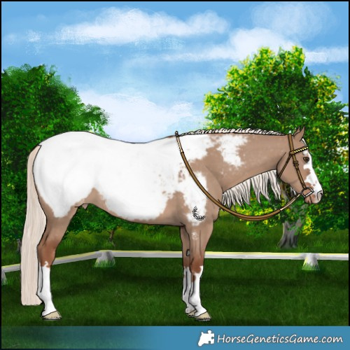Horse Color:Red Dun Mushroom Snowcap