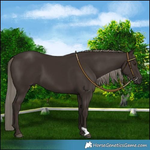 Horse Color:Liver Chestnut Mushroom
