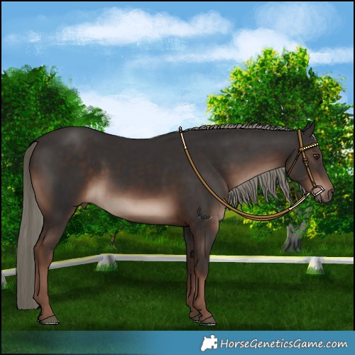 Horse Color:Liver Chestnut Mushroom
