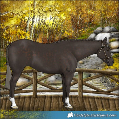 Horse Color:Liver Chestnut Mushroom 