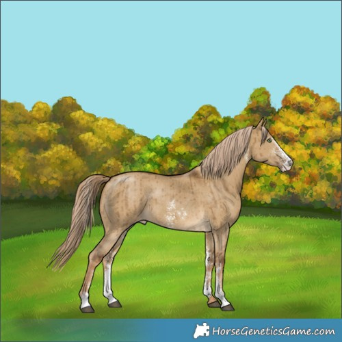 Horse Color:Chocolate Palomino Dun Sabino Brindle