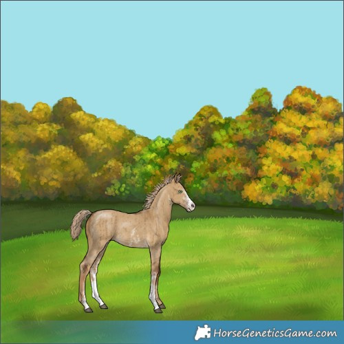 Horse Color:Chocolate Palomino Dun Sabino Brindle 