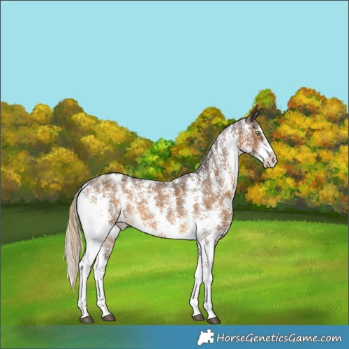 Horse Color:Chocolate Palomino Sabino 