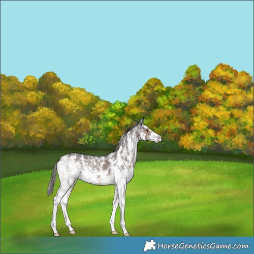 Horse Color:Liver Chestnut Sabino Rabicano 