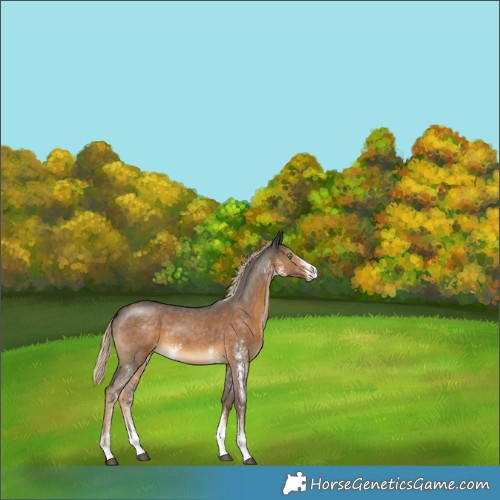 Horse Color:Chocolate Palomino Sabino 
