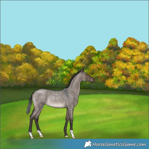 Horse Color:Brown Roan Dun Rabicano 