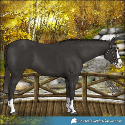 Horse Color:Smoky Black Splash