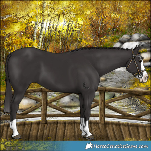 Horse Color:Smoky Black Splash