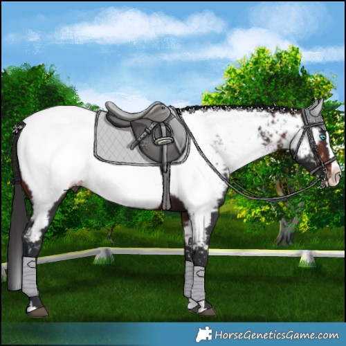 Horse Color:Brown Sabino Splash Appaloosa 