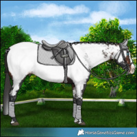 Horse Color:Brown Sabino Splash Near Fewspot