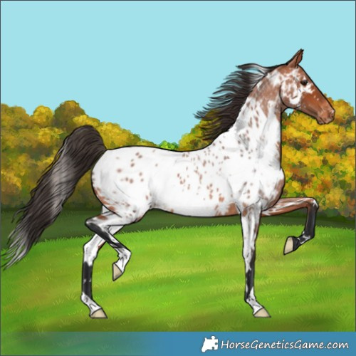 Horse Color:White Spotted Bay Roan Appaloosa
