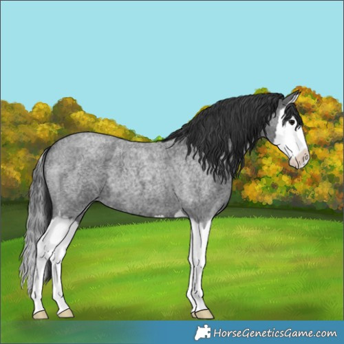 Horse Color:Blue Roan Splash