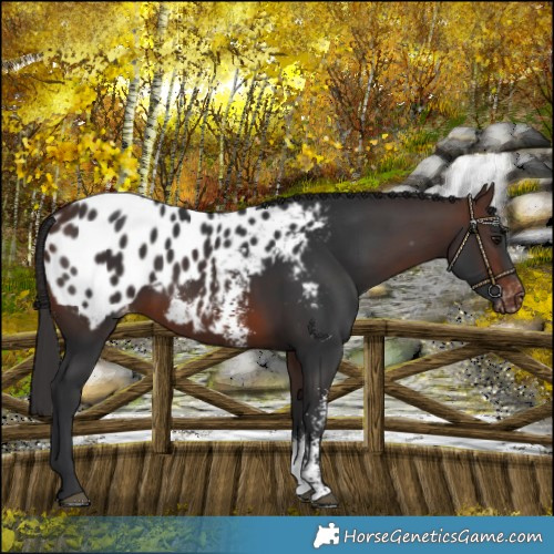 Horse Color:Brown Sabino Blanket 