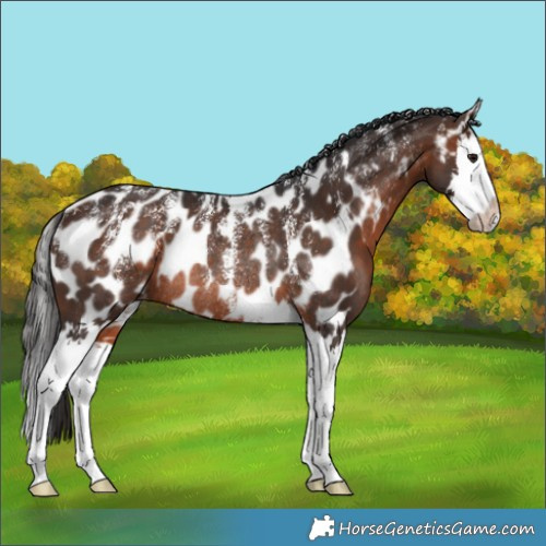 Horse Color:Powder White Brown Splash Appaloosa Rabicano