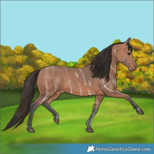 Horse Color:Bay Ice Rabicano 