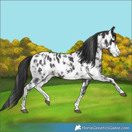 Horse Color:Brown Sabino Appaloosa