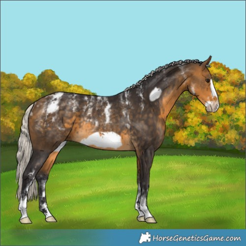 Horse Color:Powder White Silver Buckskin Frame Rabicano