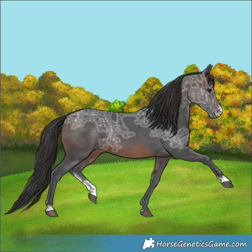 Horse Color:Brown Ice Sabino 