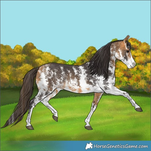 Horse Color:Buckskin Sabino