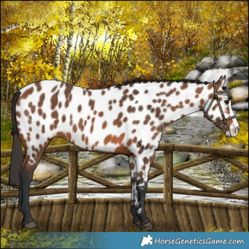 Horse Color:Bay Frame Near Leopard 