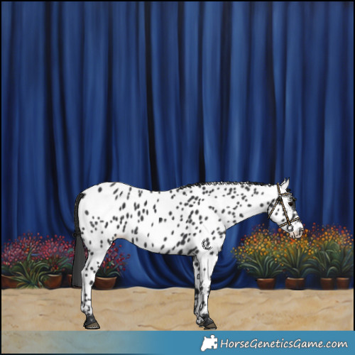 Horse Color:Black Near Leopard