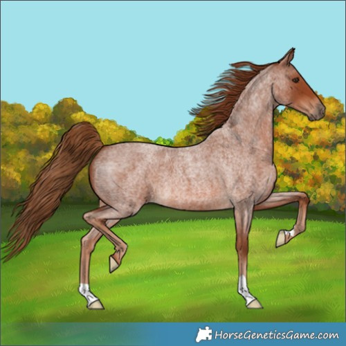 Horse Color:Red Roan
