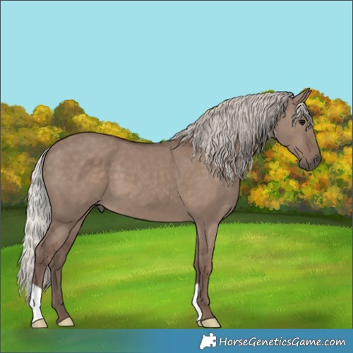 Horse Color:Silver Grullo 