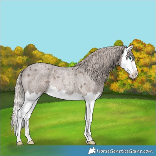 Horse Color:Silver Blue Roan Splash Rabicano