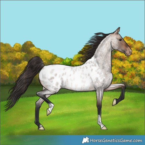 Horse Color:Bay Roan Dun Appaloosa Rabicano
