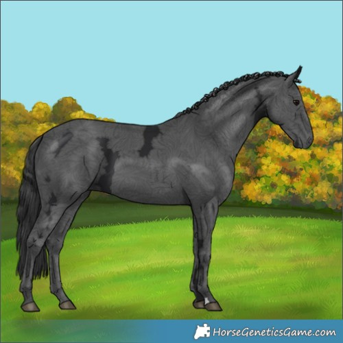 Horse Color:Black Ice 