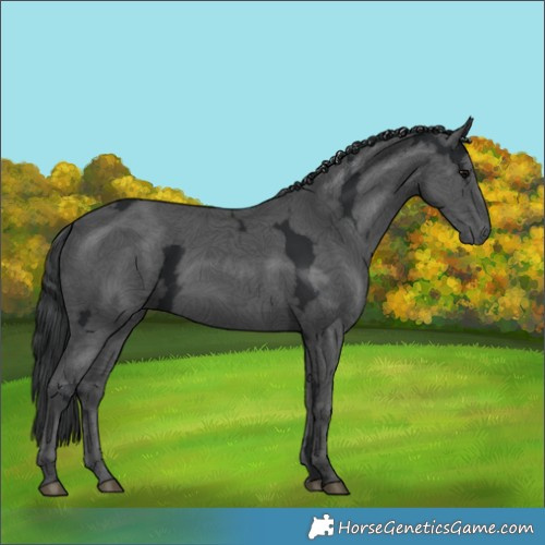 Horse Color:Black Ice