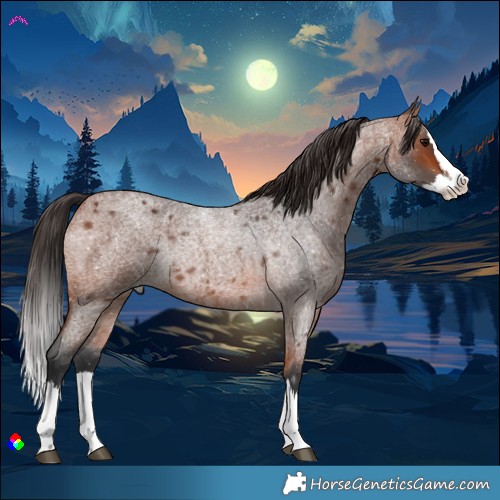 Horse Color:Bay Roan Splash