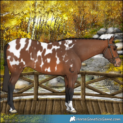 Horse Color:Bay Blanket 