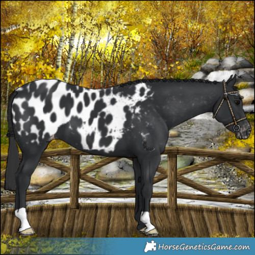 Horse Color:Black Blanket 
