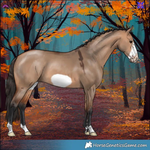 Horse Color:Bay Dun Frame 
