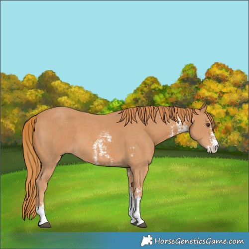Horse Color:Chestnut Sabino 