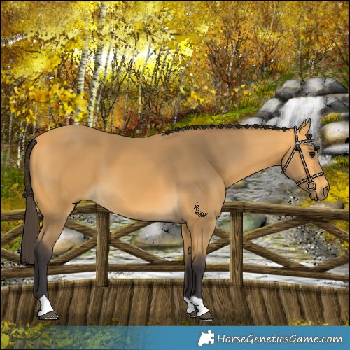 Horse Color:Buckskin 