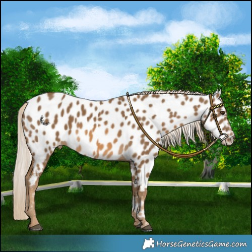 Horse Color:Chocolate Palomino Near Leopard