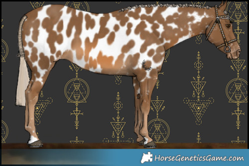 Horse Color:Chocolate Palomino Near Leopard 