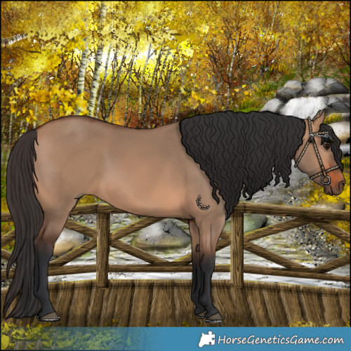 Horse Color:Bay Dun 