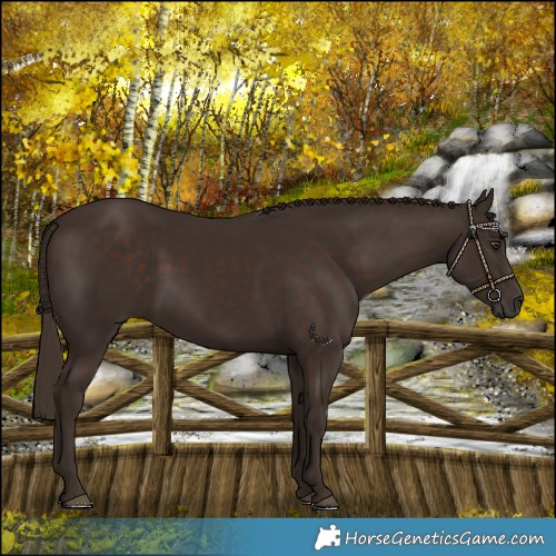 Horse Color:Liver Chestnut 