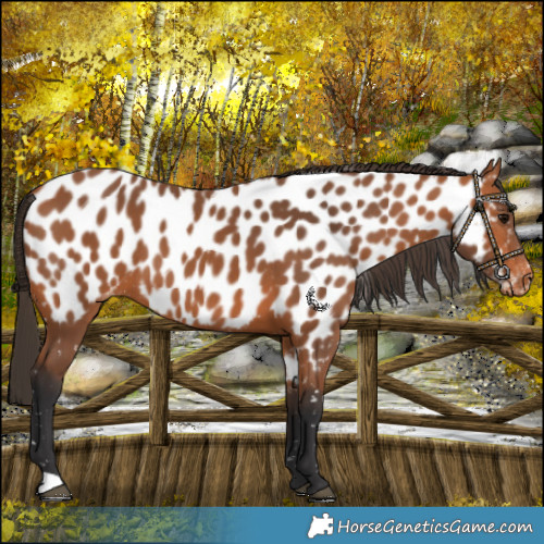 Horse Color:Bay Near Leopard 