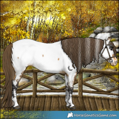 Horse Color:Buckskin Near Fewspot