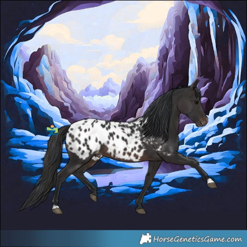 Horse Color:Brown Appaloosa 