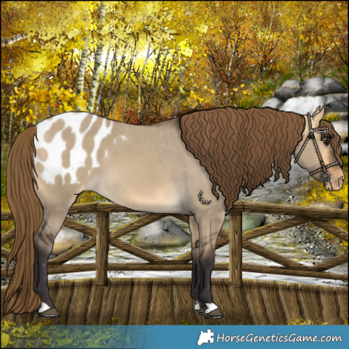Horse Color:Buckskin Dun Blanket