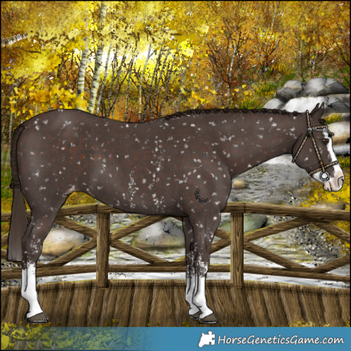 Horse Color:Liver Chestnut Sabino Splash Snowflake Varnish 