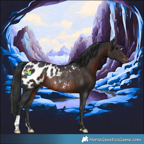 Horse Color:Brown Blanket Rabicano