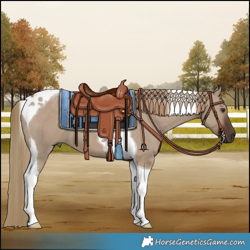 Horse Color:Liver Red Dun Tobiano 